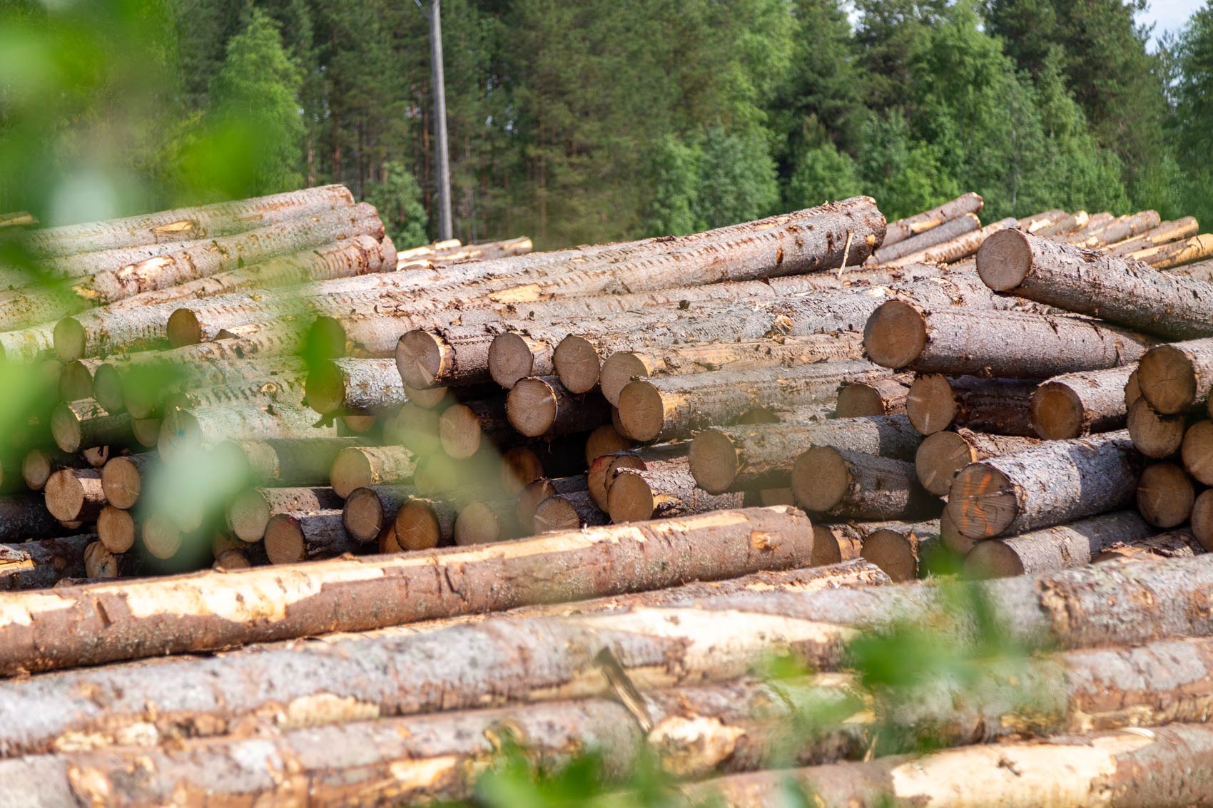 multian-saha-wood-from-finland